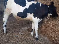 सांड, Russian Black pied cattle — फ़ोटो 5