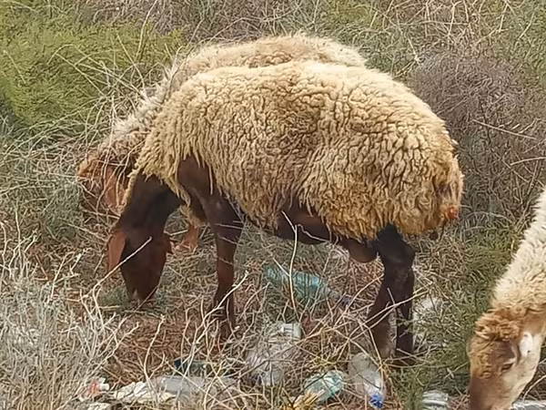 Oveja, Ovejas