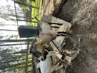 Արու այծ, LaMancha goats — լուսանկար 1