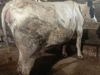 Vaca, Simmental cattle — foto 3