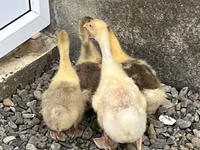 Geese — फ़ोटो 1