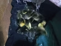 Ducks — Foto 1