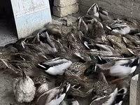 Ducks — फ़ोटो 8