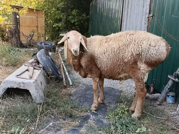 Խոյ, Rhon sheep