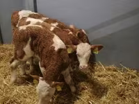 公牛, Limousin cow — 照片 3