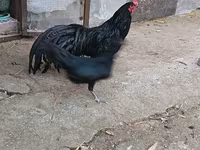 सुमात्रा — फ़ोटो 5