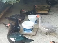 pato criollo doméstico — foto 8