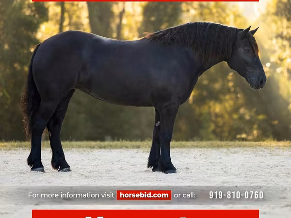 Էգ ձի, Percheron