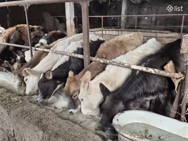 Bull, Cattle — Armenia