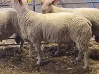 Қошқар, Charollais sheep — 4-сурет