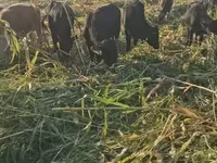 Bull, Cattle — photo 7