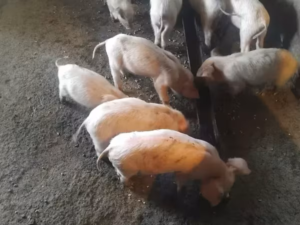 Sow, Pigs — Armenia