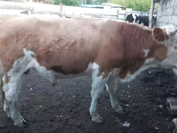 Bulle, Simmental cattle