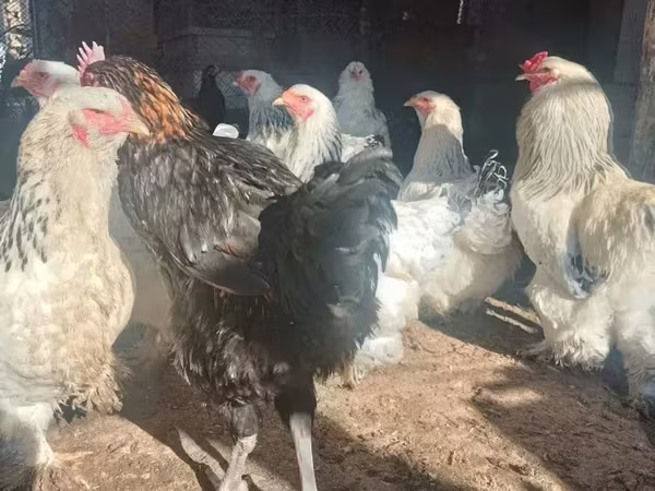 Brahma