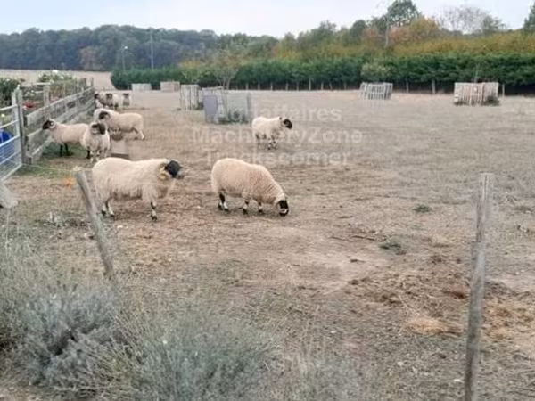 Խոյ, Scottish Blackface sheep