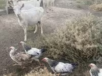 Արու այծ, Russian White goat — լուսանկար 7