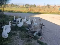 Geese — լուսանկար 4