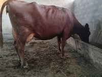 Կով, Red Estonian cattle — լուսանկար 1