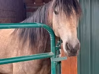 Hengst, Missouri foxtrotter — Foto 4