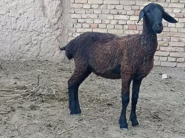Ոչխար, Ոչխարներ
