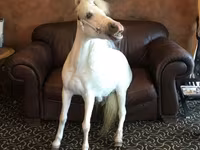 Էգ ձի, Miniature horse — լուսանկար 3