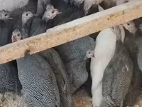 Guinea fowl — الصورة 3