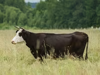 Vaca, Yaroslavl cattle — foto 2