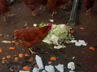Chickens — լուսանկար 2
