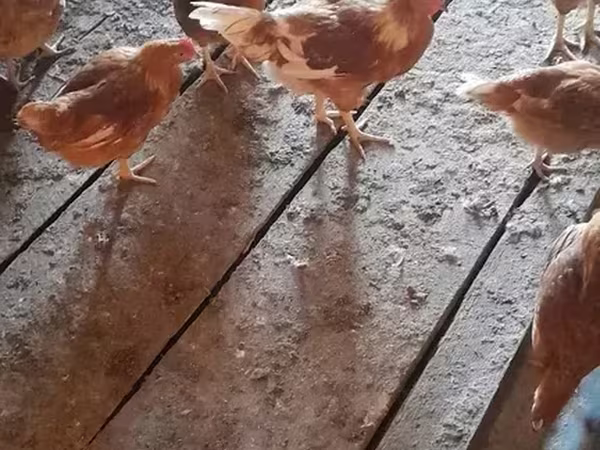 婆罗门鸡 — 亚美尼亚