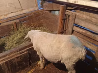 Խոյ, Merino sheep — լուսանկար 1