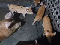 मादा सूअर, सूअर — फ़ोटो 3