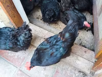 Australorp — Foto 1