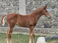 Ձի, Anglo-Arabian — լուսանկար 2
