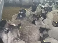 Ոչխար, Romanov sheep — լուսանկար 6