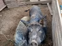 Sow, Мангалица — photo 4