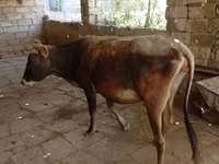 Vaca, Cebú de Azerbaiyán — foto 2