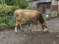 Vaca, Ganado vacuno — foto 4
