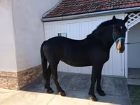 母马, Hungarian horse breed — 照片 2
