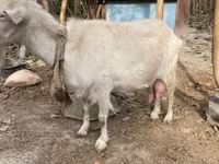 عنزة, Fergana goat — الصورة 3
