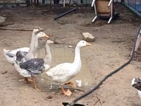 Geese — الصورة 1