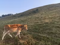ԽՍԿ (խումբ, սեռը նշված չէ), Խոշոր եղջերավոր — լուսանկար 2