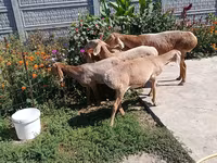 Sheep, Arashan sheep — photo 3