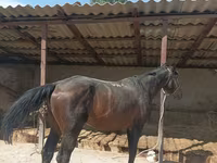 Ձի, Karachay horse — լուսանկար 2