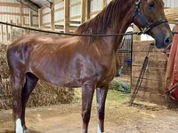 घोड़ी, Dutch warmblood horse — फ़ोटो 2