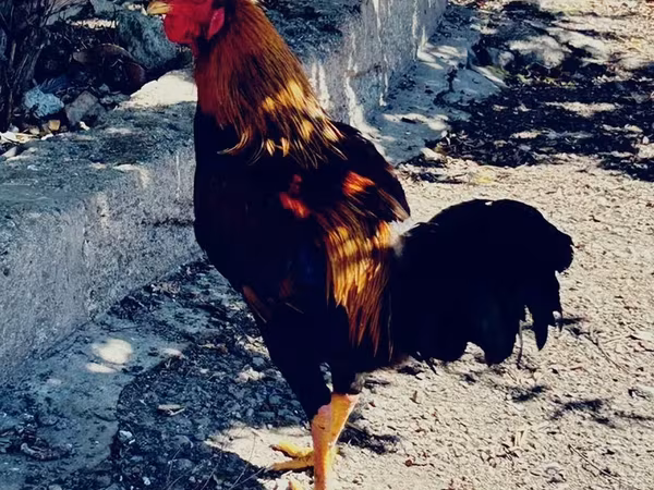 Chickens