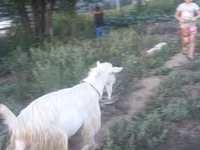 Էգ այծ, Saanen goat — լուսանկար 2