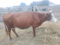 गाय, कजाख़स्तानी सफेद सिर वाली गाय — फ़ोटो 2