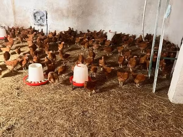 Chickens — Армения