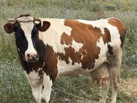 Vaca, Ganado vacuno — foto 2