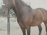 Ձի, Kyrgyz Horse — լուսանկար 2